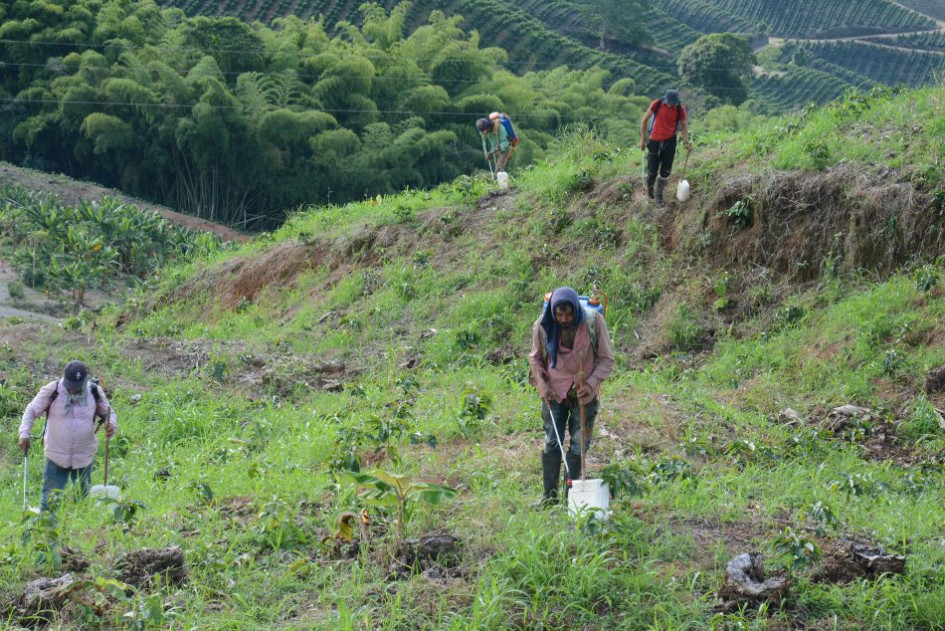Producción de café