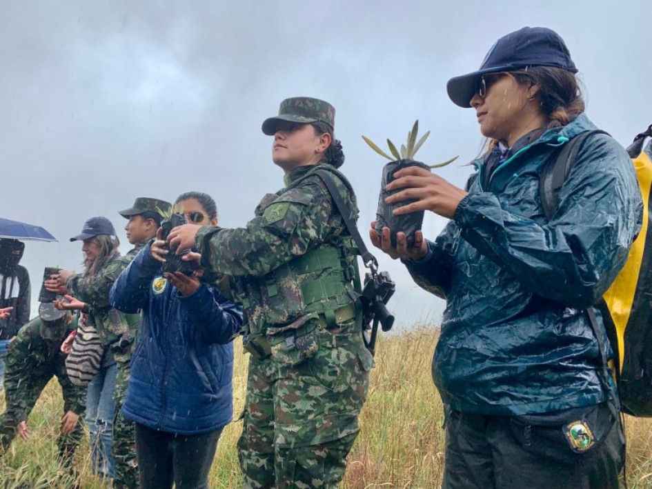 siembran frailejones