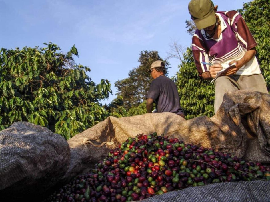 La Cumparsita Coffee Farm exporta a Europa, Asia y Estados Unidos.