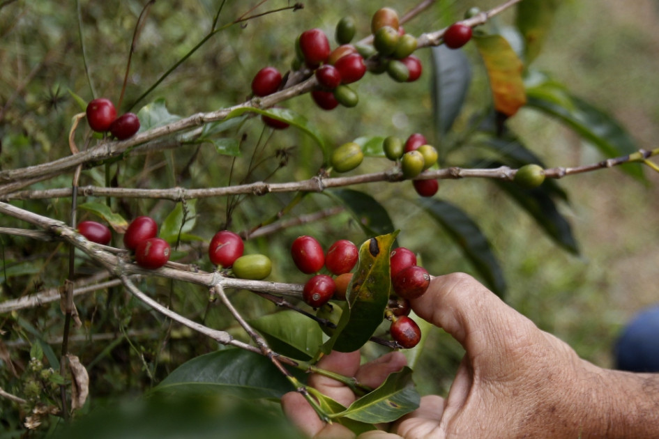 Desde abril se modificarán en Colombia los parámetros o las fórmulas de rendimiento para comprar el café.