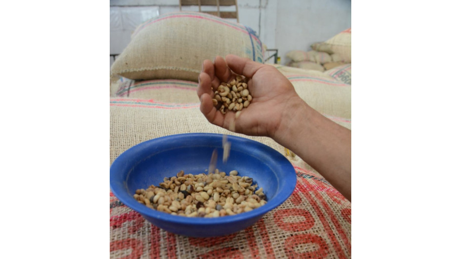 Hoy se tienen promedios de cafés con broca de hasta el 8%. Así mismo, el averanado se trepó al 15% en promedio.