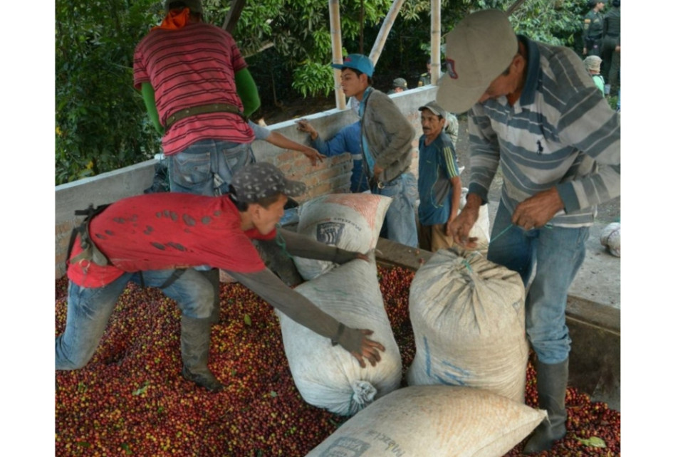 Producción de café