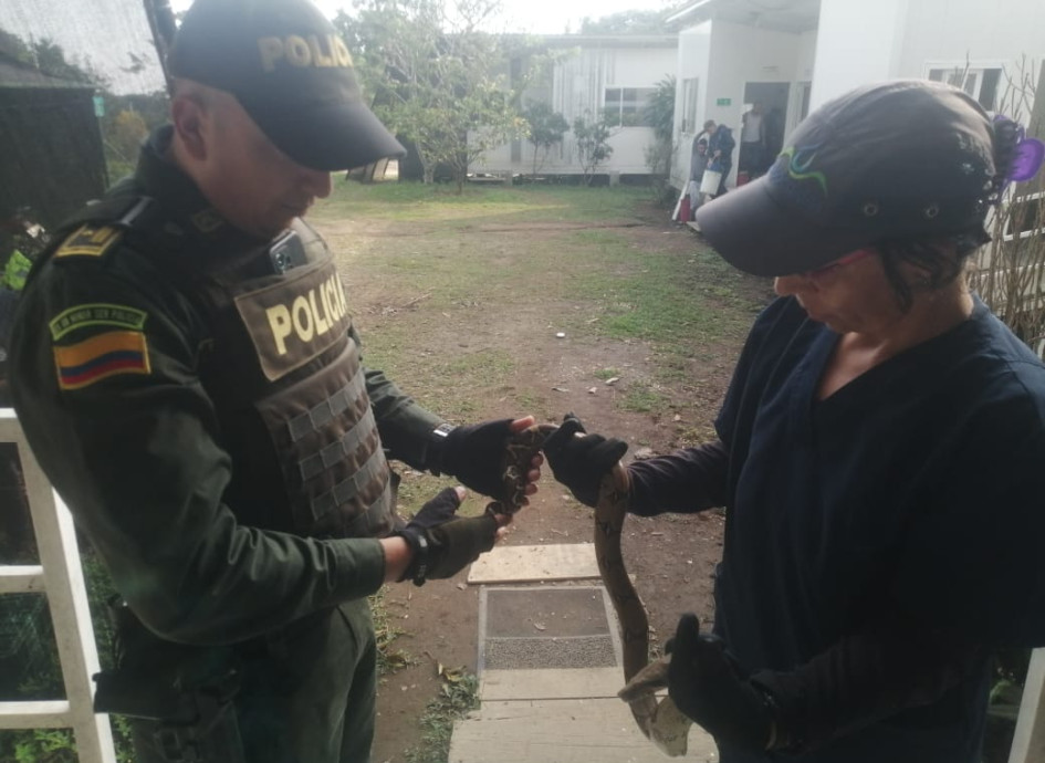 Esta es la serpiente recuperada