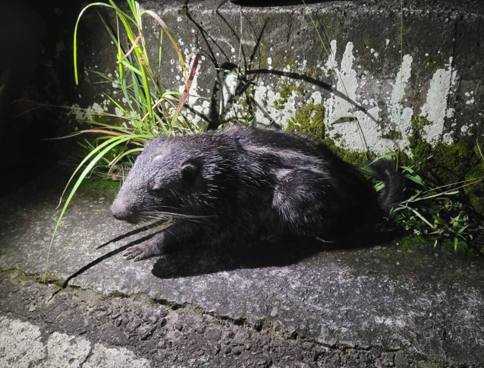 Esta es la guagua falsa que falleció en vías de Marquetalia (Caldas).