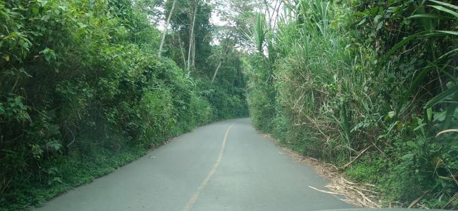 El pasto crece a los costados reduciendo el espacio de la carretera. Secretaría de Infraestructura de Caldas dice que intervendrá.