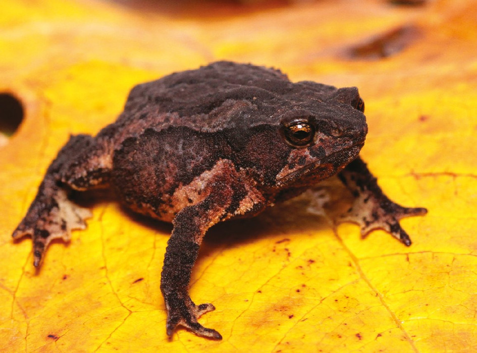 Sapo Rhinella kumanday o su nombre común sapo picudo de Kumanday.