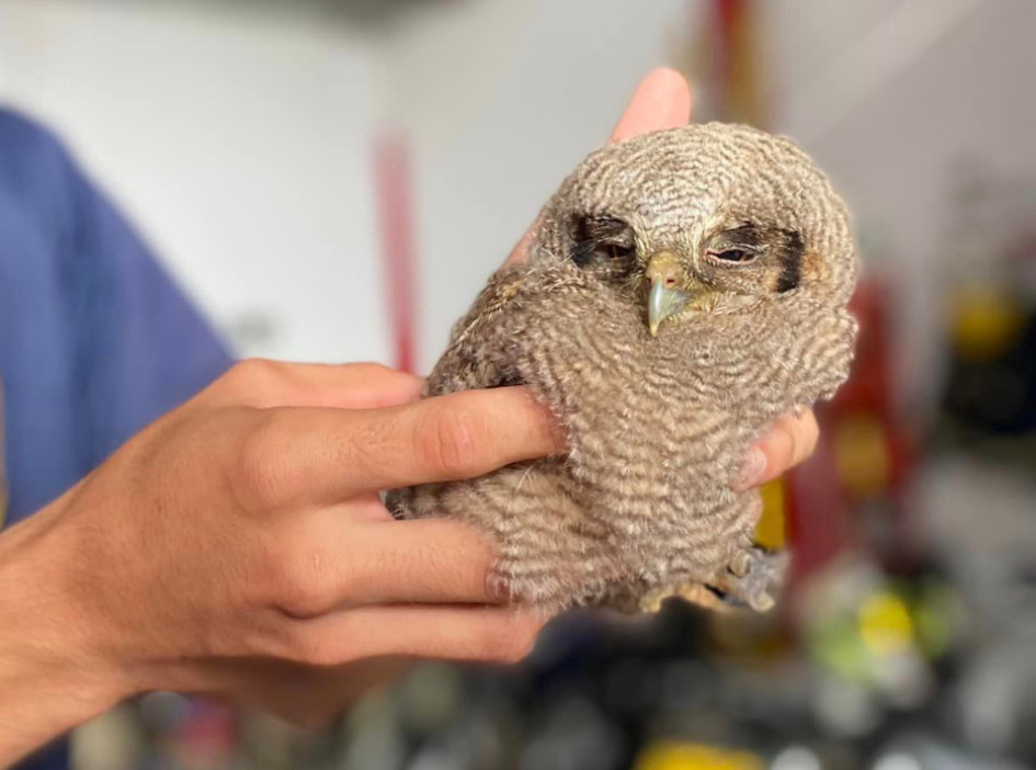 Este es el búho rescatado en Victoria (Caldas).