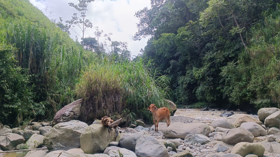 La vaca en medio del río Chinchiná.
