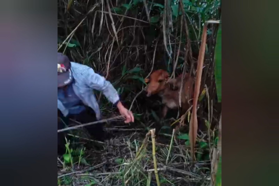 Momento del rescate de la vaca que cayó al río Chinchiná este viernes. 