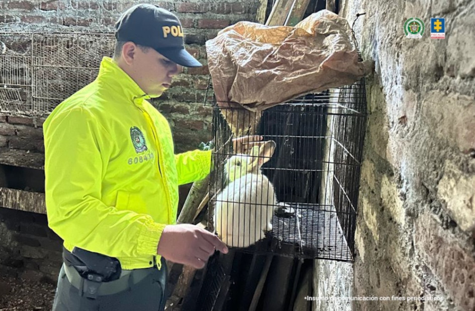 Entre los animales recuperados hay guacamayas, tortugas mordedores y peces pirarucú.