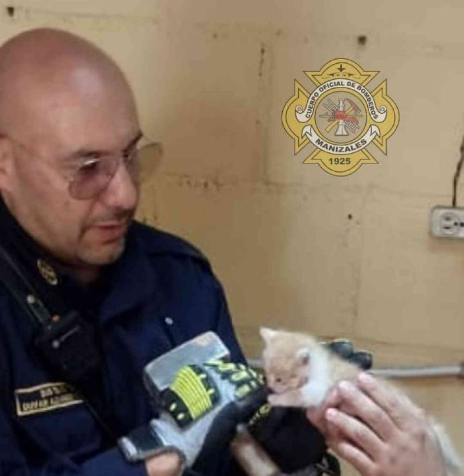 Rescataron a un gato atrapado entre dos paredes