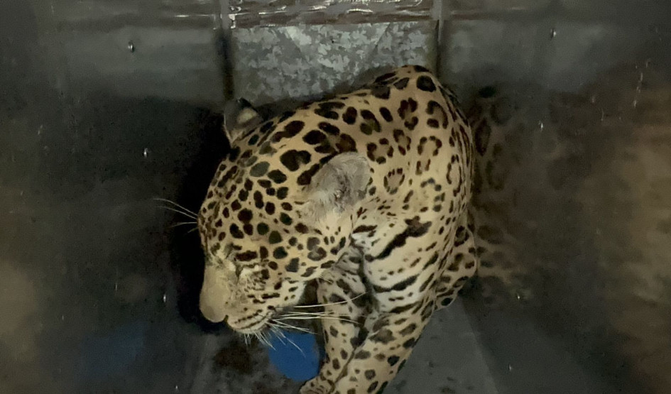 El jaguar de nueve años fue transportado desde Cúcuta, Norte de Santander, hasta Bogotá.