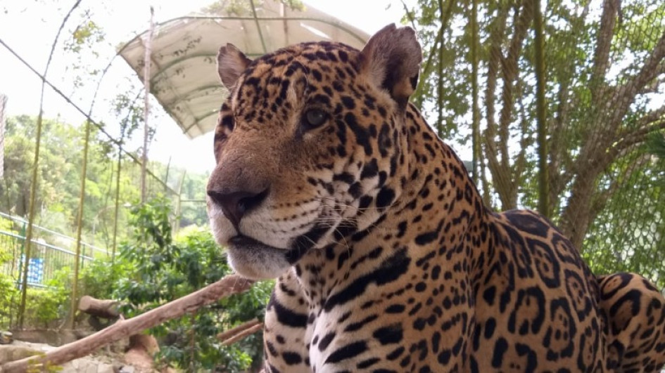El jaguar (Panthera onca) es el felino más grande de América.