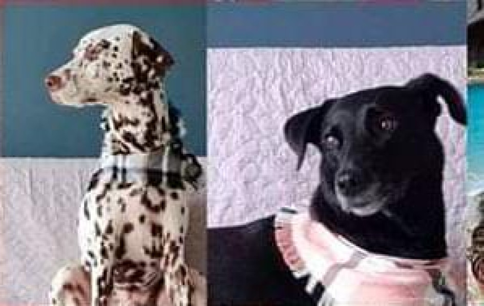 Foto | Cortesía Julián Rep. | LA PATRIA Bongo y Mila.