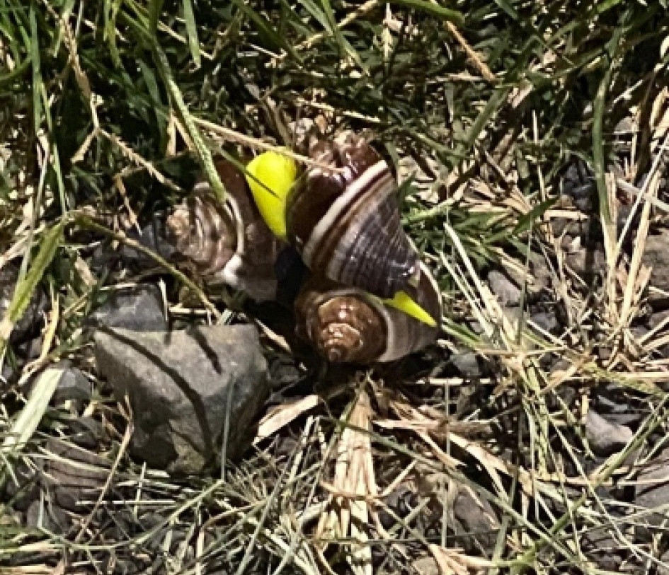 Caracol africano en un sector de Anserma Caldas