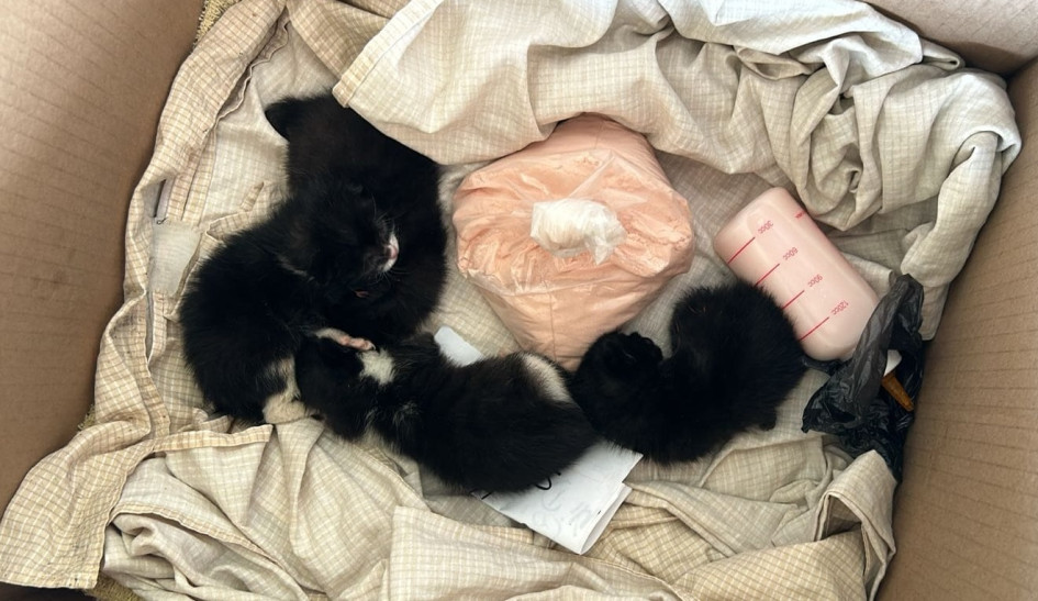 Los gatos huérfanos estaban en una caja y los dejaron en las oficinas de la Umata.