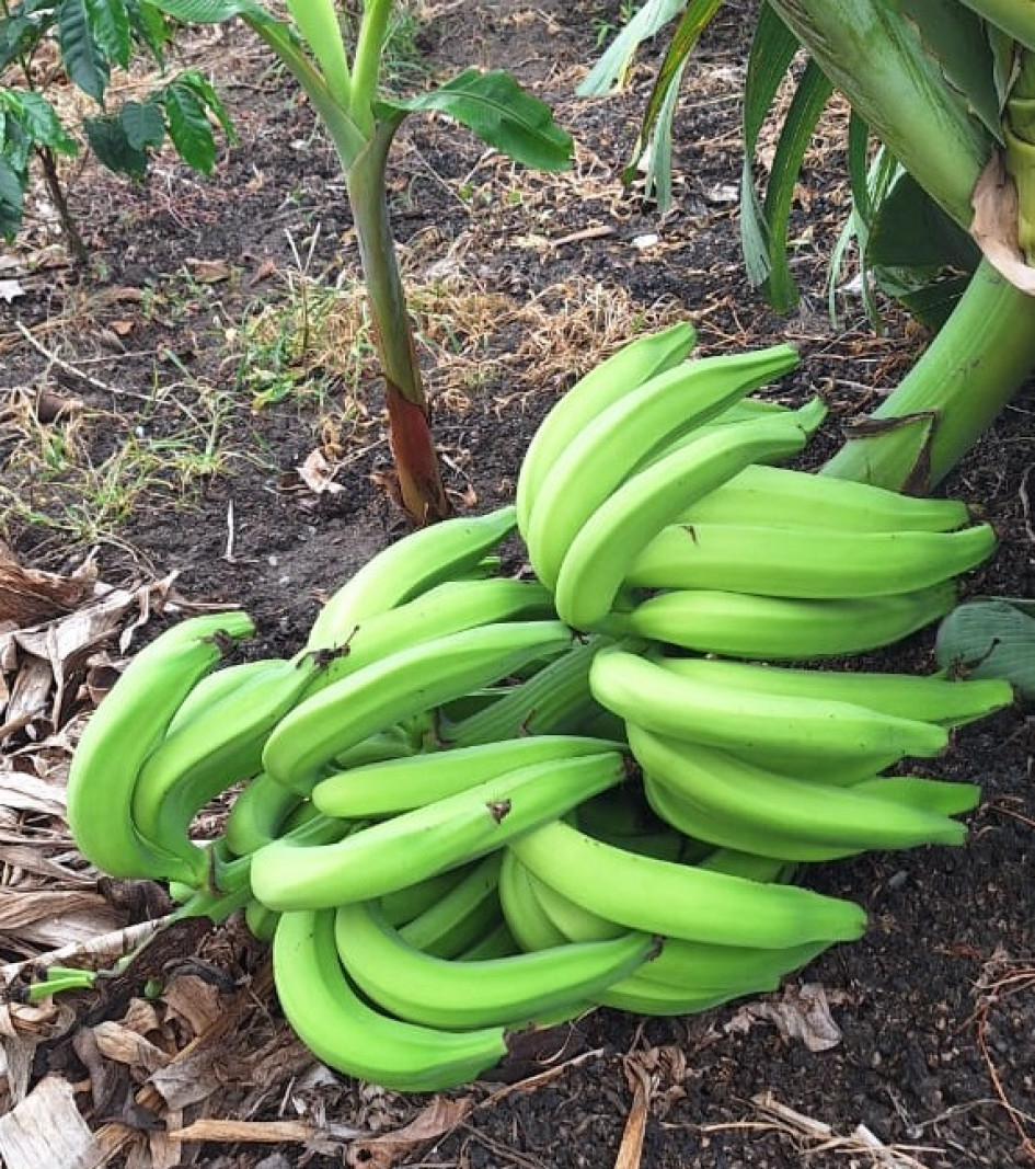 Los ladrones dañaron las matas de plátano para hurtar los racimos.
