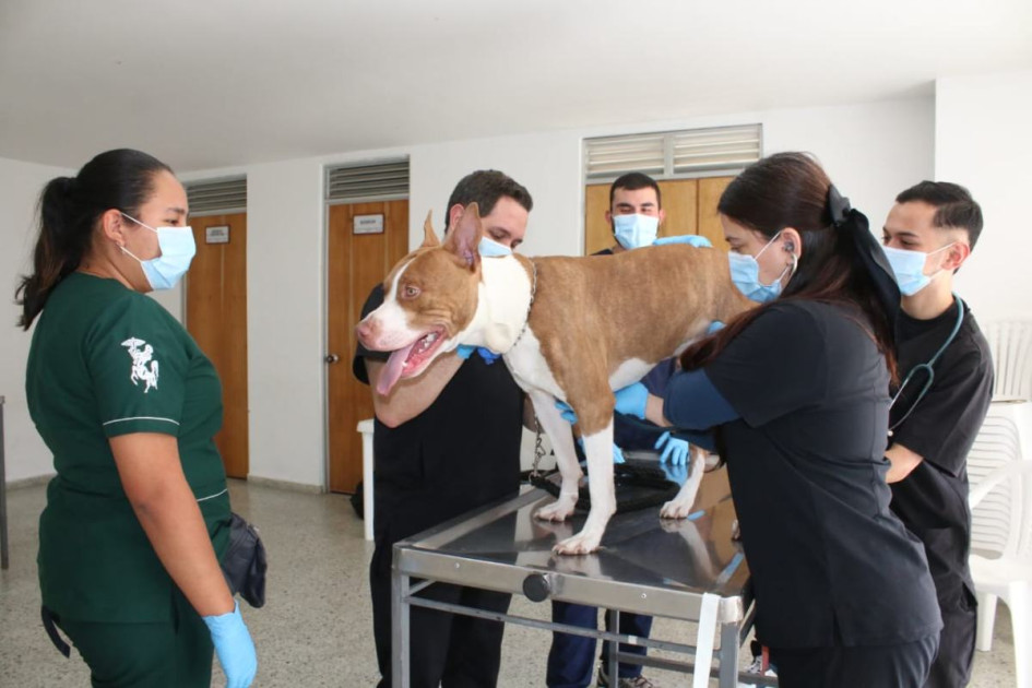 Se atendieron consultas de mascotas.