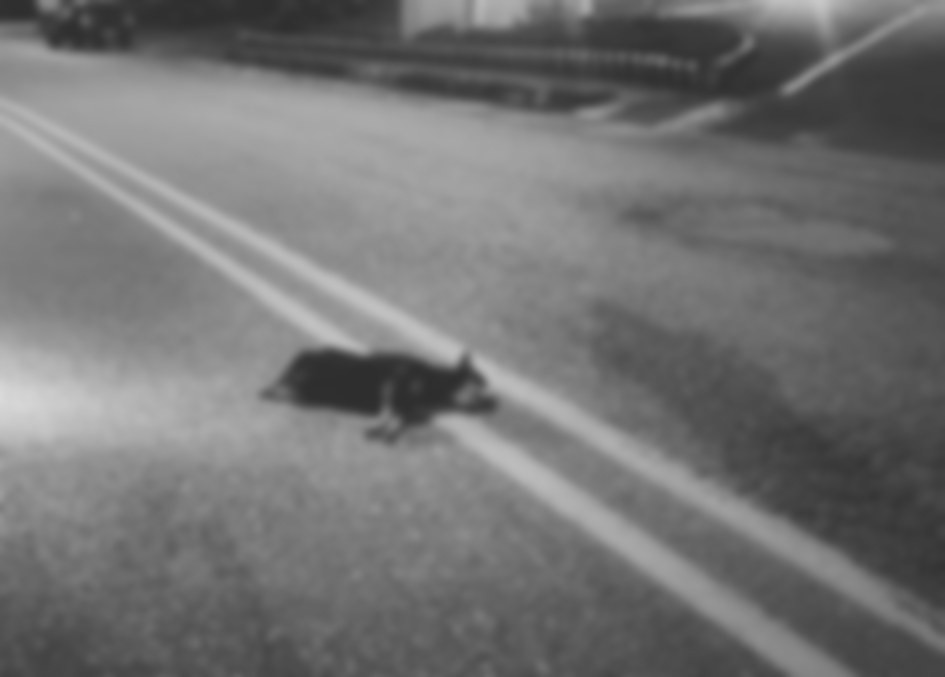 La mascota fallecida