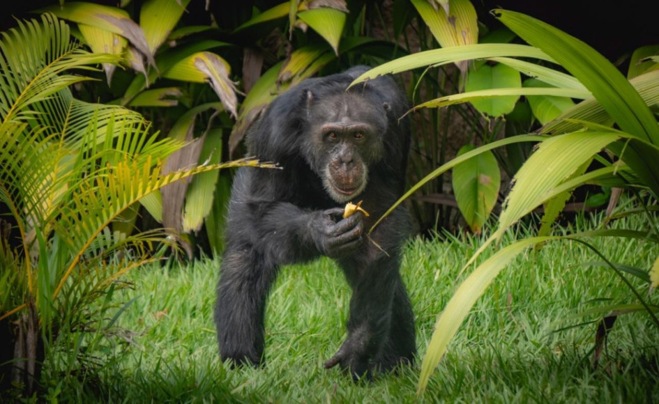 La operación para trasladar a Yoko, el chimpancé que ha vivido en Risaralda desde 2018, al santuario en Brasil se hará entre diciembre de 2024 y enero de 2025 La operación para trasladar a Yoko, el chimpancé que ha vivido en Risaralda desde 2018, al santuario en Brasil se hará entre diciembre de 2024 y enero de 2025