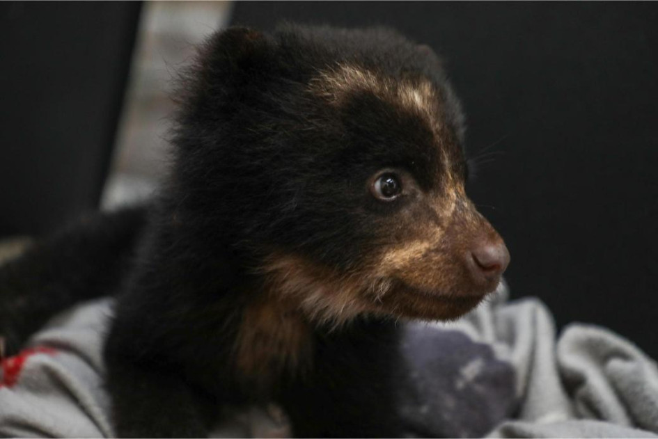 El oso de anteojos Fura, nuevo habitante del Bioparque Ukumarí.