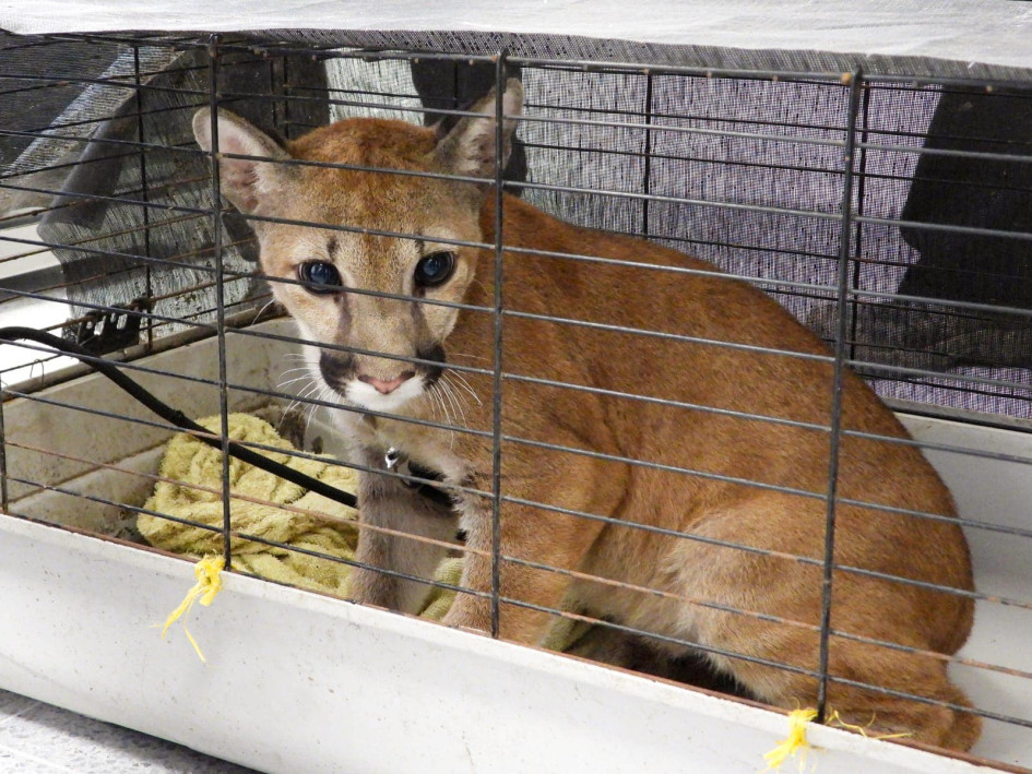 El puma tenía las garras recortadas y un collar ajustado al cuello. Corantioquia evaluará si el felino puede regresar a su hábitat natural. El puma tenía las garras recortadas y un collar ajustado al cuello. Corantioquia evaluará si el felino puede regresar a su hábitat natural.
