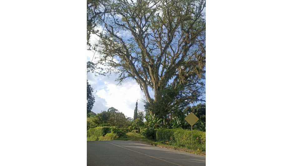 Sitio donde se realizará la poda del árbol en Palestina (Caldas).