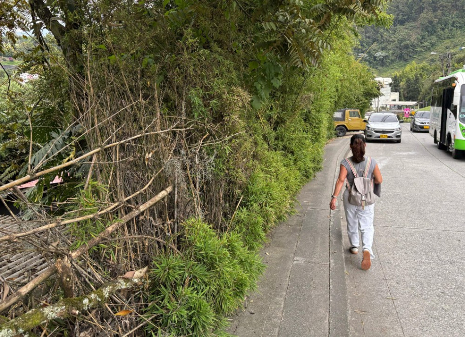 Foto | Luis Fernando Trejos | LA PATRIA  Estos son los árboles que están molestando a los peatones.