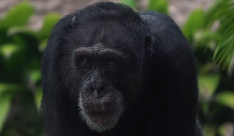 Él es Yokom quien permaneció desde el 2018 en el Bioparque Ukumarí de Pereira (Risaralda). Él es Yokom quien permaneció desde el 2018 en el Bioparque Ukumarí de Pereira (Risaralda).