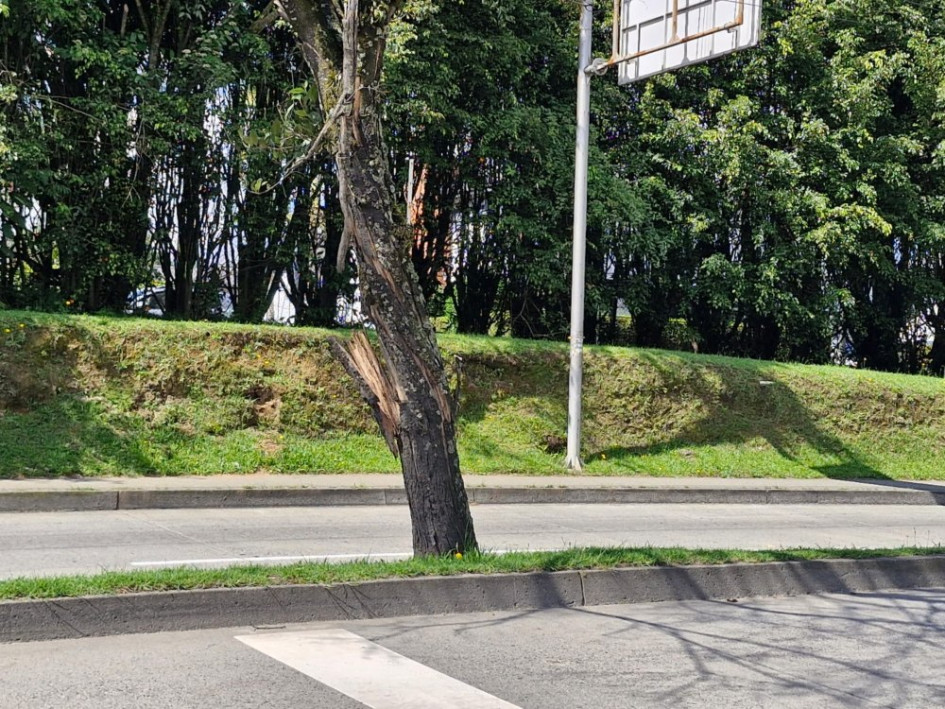 Foto | Cortesía | LA PATRIA Este es el árbol que requiere de intervención. Foto | Cortesía | LA PATRIA Este es el árbol que requiere de intervención.