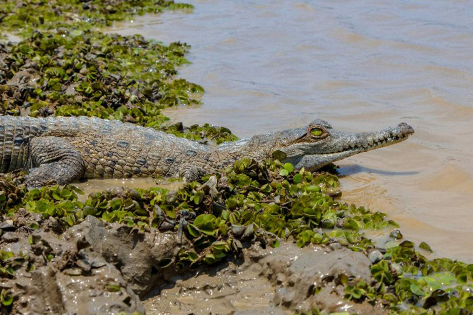 Un grupo de 40 caimanes llaneros fue liberado en una reserva natural del departamento colombiano de Casanare. Un grupo de 40 caimanes llaneros fue liberado en una reserva natural del departamento colombiano de Casanare.