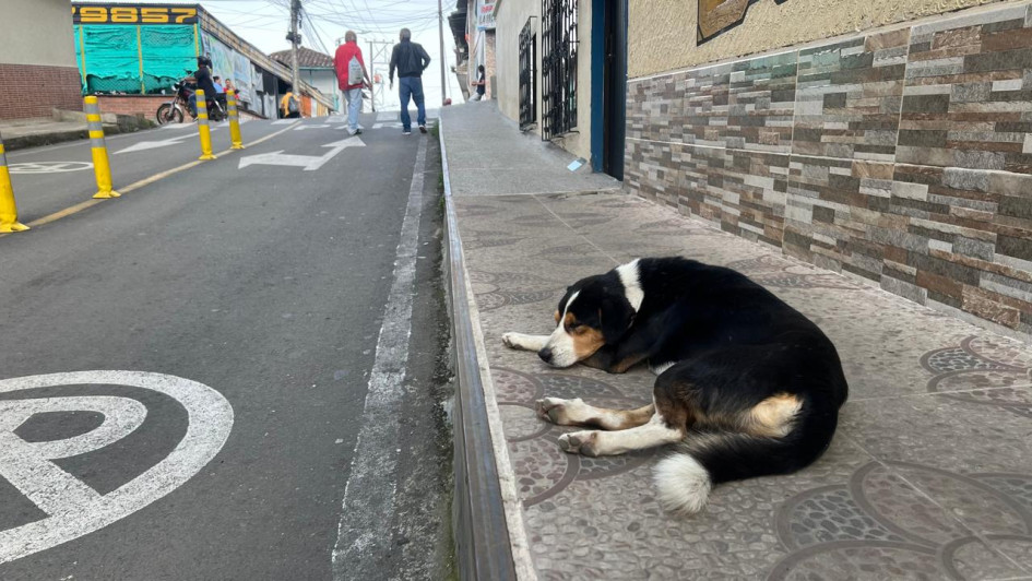 Foto | Cortesía | LA PATRIA Este es el perro que no se levanta del mismo andén en Anserma. Foto | Cortesía | LA PATRIA Este es el perro que no se levanta del mismo andén en Anserma.
