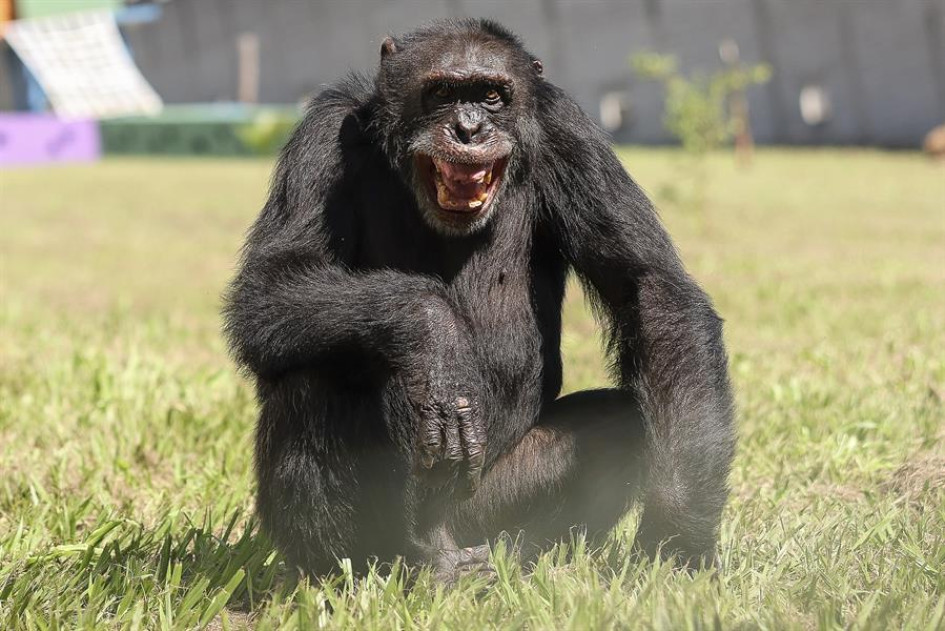 El chimpancé, de 38 años, inició su viaje a São Paulo el domingo desde el Bioparque Ukumarí en Pereira. El chimpancé, de 38 años, inició su viaje a São Paulo el domingo desde el Bioparque Ukumarí en Pereira.