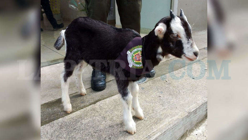 Manchas se convirtió en el atractivo para los habitantes de Anserma.