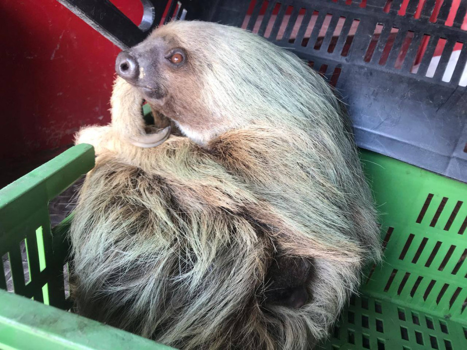 Los socorristas verificaron las buenas condiciones de salud del oso y su cría, y los liberaron en una zona apartada. Los socorristas verificaron las buenas condiciones de salud del oso y su cría, y los liberaron en una zona apartada.