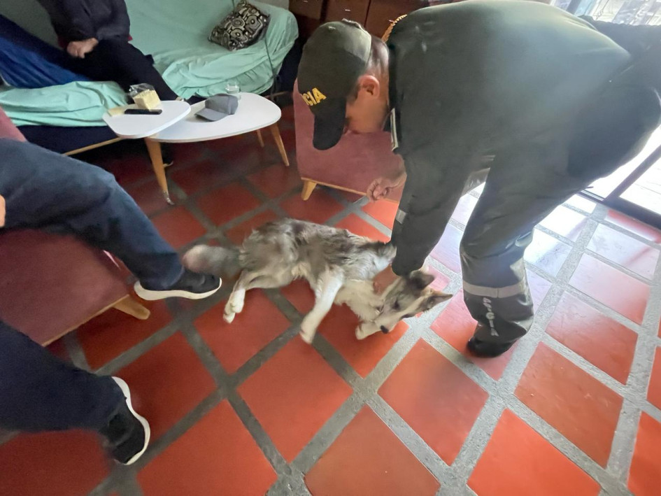 Las autoridades verificaron las condiciones de salud de la mascota. Las autoridades verificaron las condiciones de salud de la mascota.