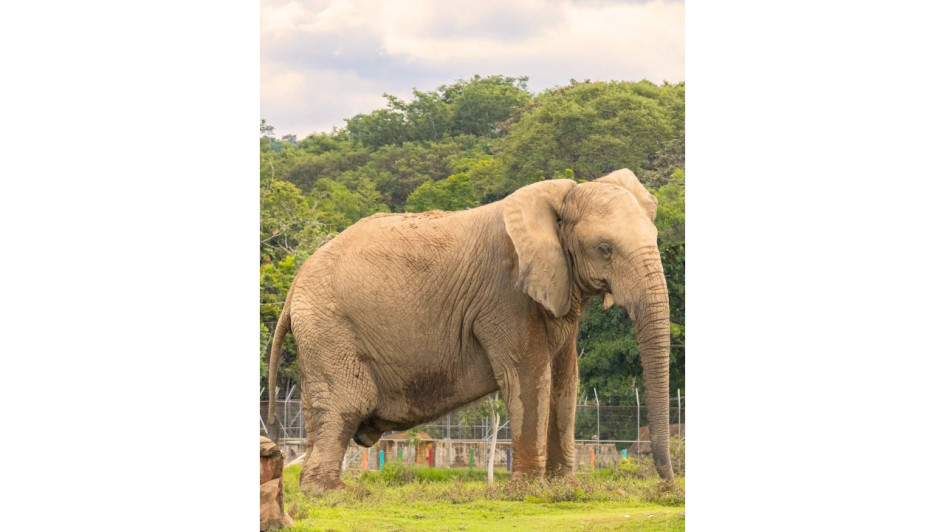 Rania, la elefanta que falleció en Hacienda Nápoles. Rania, la elefanta que falleció en Hacienda Nápoles.