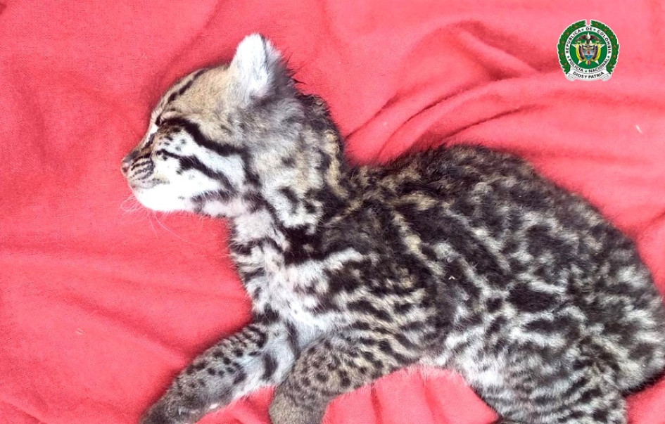 Expertos de Corpoantioquia verifican el estado de salud del felino en un centro especializado para atención de fauna. Expertos de Corpoantioquia verifican el estado de salud del felino en un centro especializado para atención de fauna.
