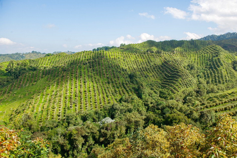 Wakate impulsa desarrollo ambiental y social en Neira y Aranzazu