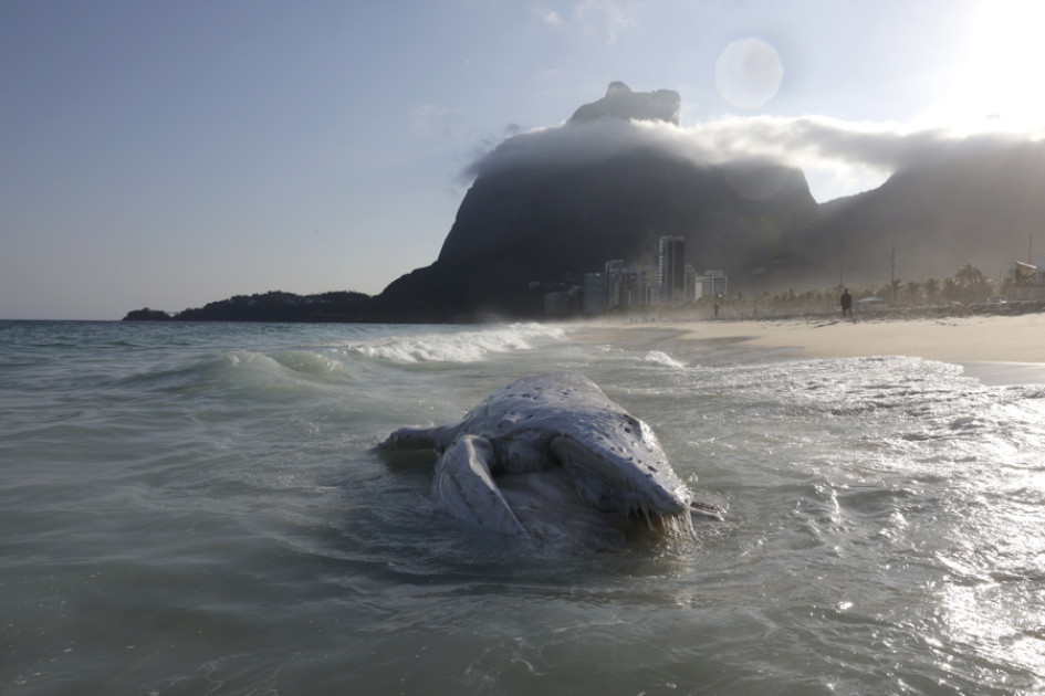 Una ballena jorobada muerta este lunes, en la playa de São Conrado en Rio de Janeiro (Brasil).