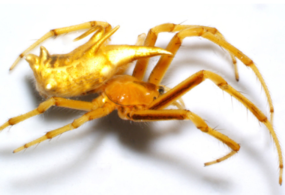 'Spinepeira erwini', una de las nuevas especies de arañas descubiertas en la Amazonía ecuatoriana.