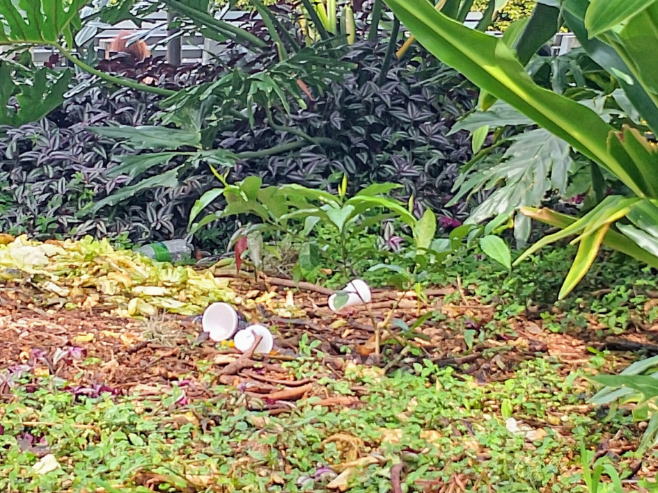 El Parque de Bolívar de Chinchiná (Caldas) necesita una intervención urgente. No hay cultura ciudadana y la gente tira los desechables y la basura dentro de las áreas verdes.