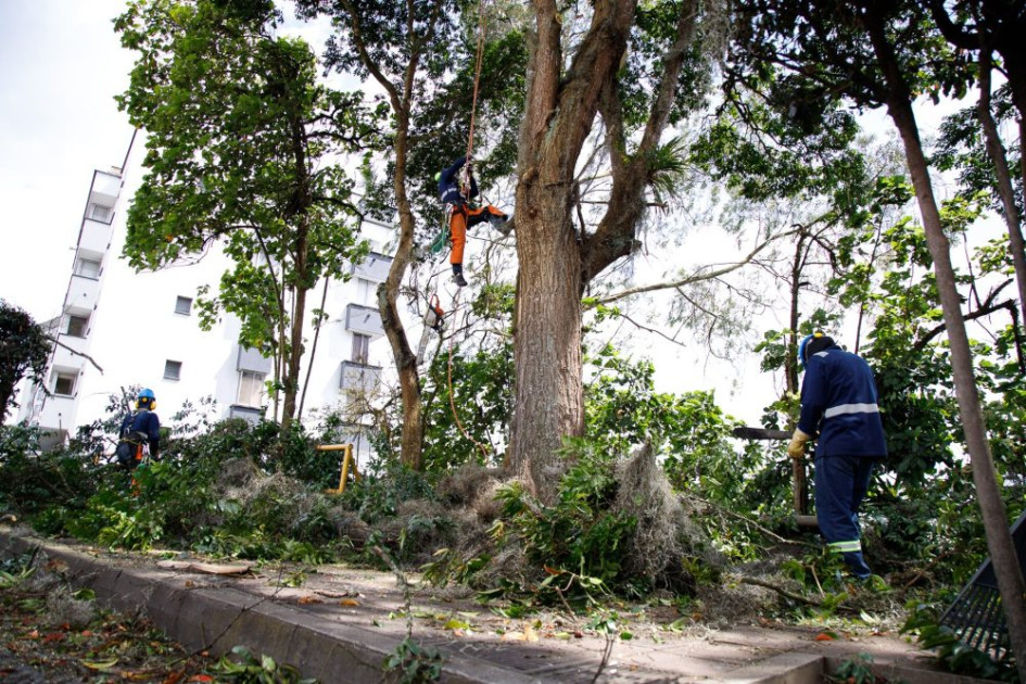 Así quedaron los árboles que intervinieron. 