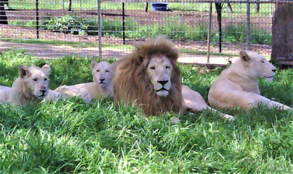 zoológico Darling Downs