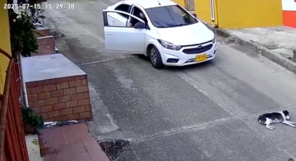 En el vídeo se logra apreciar como el conductor, después de encender el vehículo, avanza varios metros y le pasa por encima al animal en Guática Risaralda. 