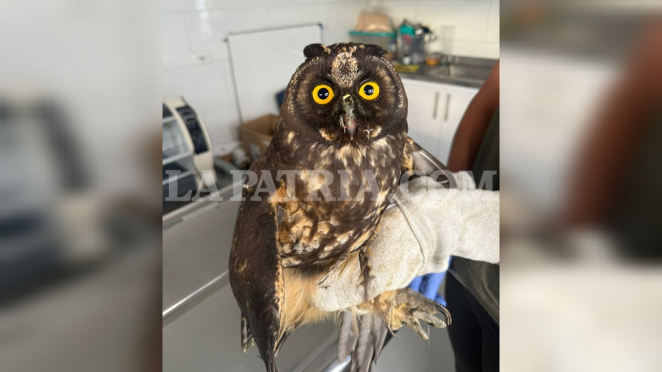 El búho se recuperó de lesiones leves sufridas tras colisionar contra un edificio en Manizales.