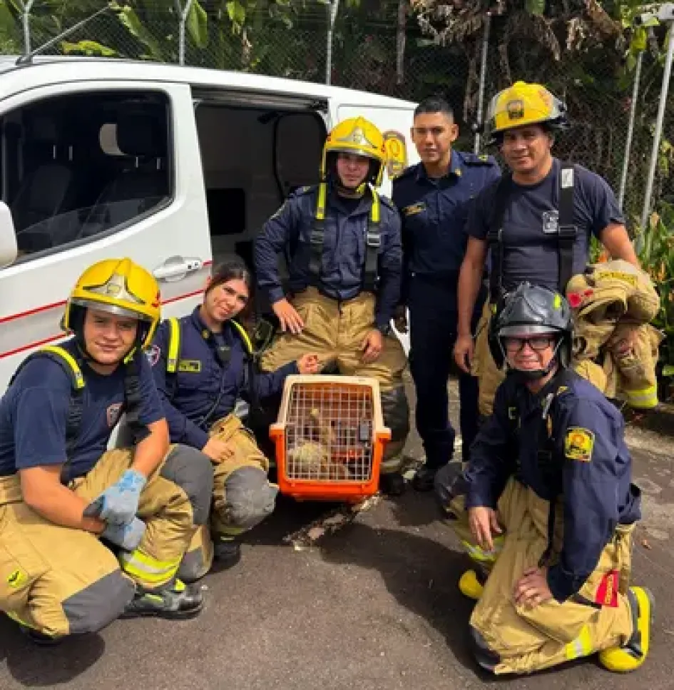 El Cuerpo de Bomberos de Pereira realizó el rescate de un oso perezoso en el Bulevar de las Villas. 