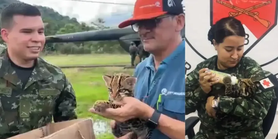 El tigrillo fue trasladado en helicóptero hasta Yopal, capital del departamento de Casanare