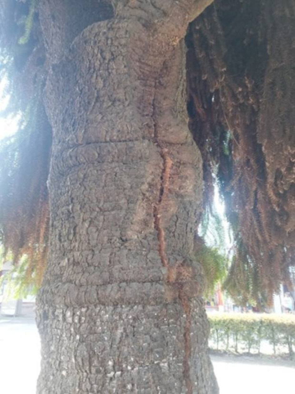 Fotos I Tomadas de Facebook de las alcaldías I LA PATRIA  Esta araucaria será podada y no talada en el parque principal como medida de prevención. Otra noticia: En Palestina prosigue Movernos Seguras, estrategia para las mujeres en el Área Metropolitana.