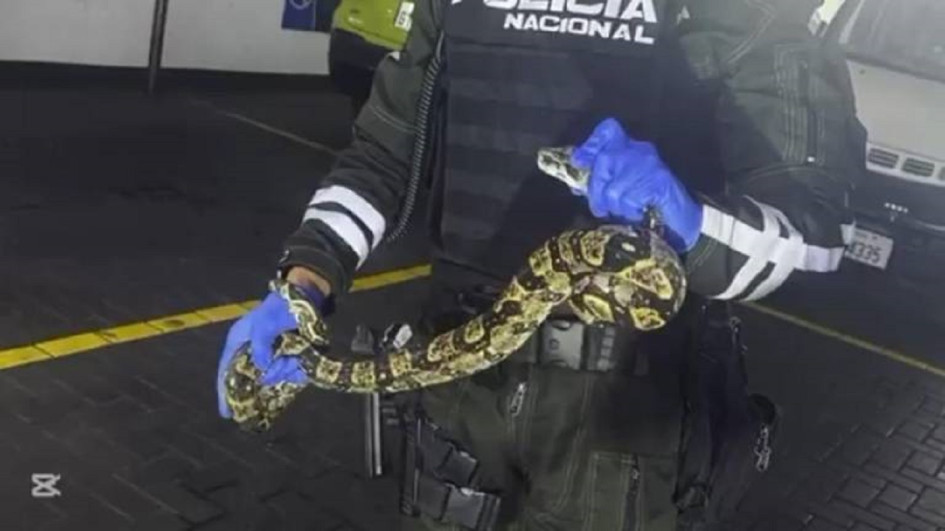 Las autoridades ambientales de Guayaquil (Ecuador) rescataron una serpiente en un centro comercial. Días antes hallaron una dentro de una bodega.